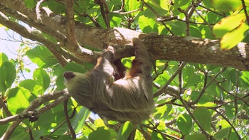 Por qué los científicos creen que los perezosos amazónicos son más de una especie