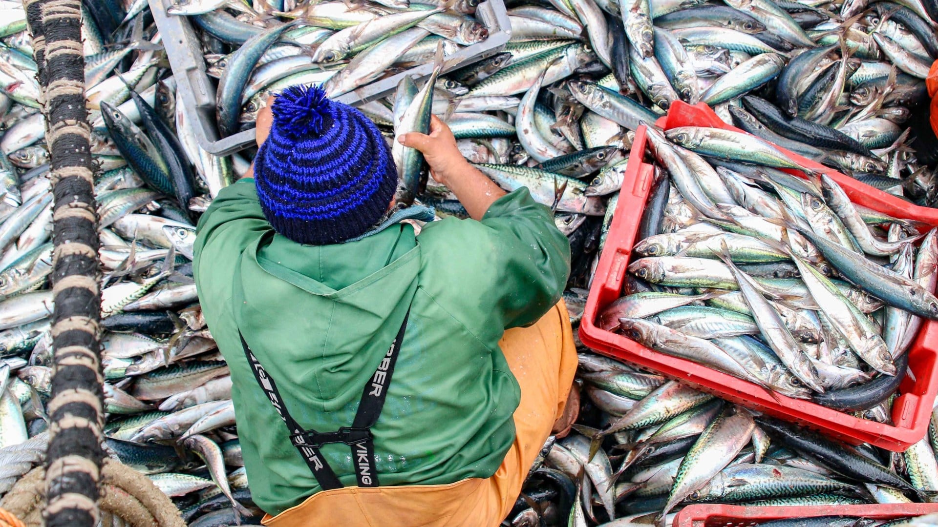 La pesca ilegal amenaza la sostenibilidad de los ecosistemas marinos. Foto: FAO