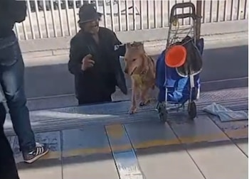 El hombre le dice a su perros que es el campeón de Colombia por haberse colado - crédito axel.sneiider/TikTok