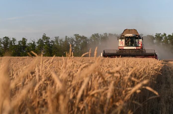 De importador neto a exportador líder. La producción de trigo en Rusia ha crecido explosivamente a partir del abandono del sistema colectivista a fines del siglo pasado (Reuters)