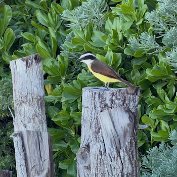 La inclusión de una foto