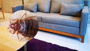 Remedios para eliminar las chinches