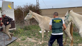 Caballos maltratados (Guardia Civil)
