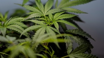 Pastelitos, gomitas y paletas con marihuana son legales para el autoconsumo, determina la Corte