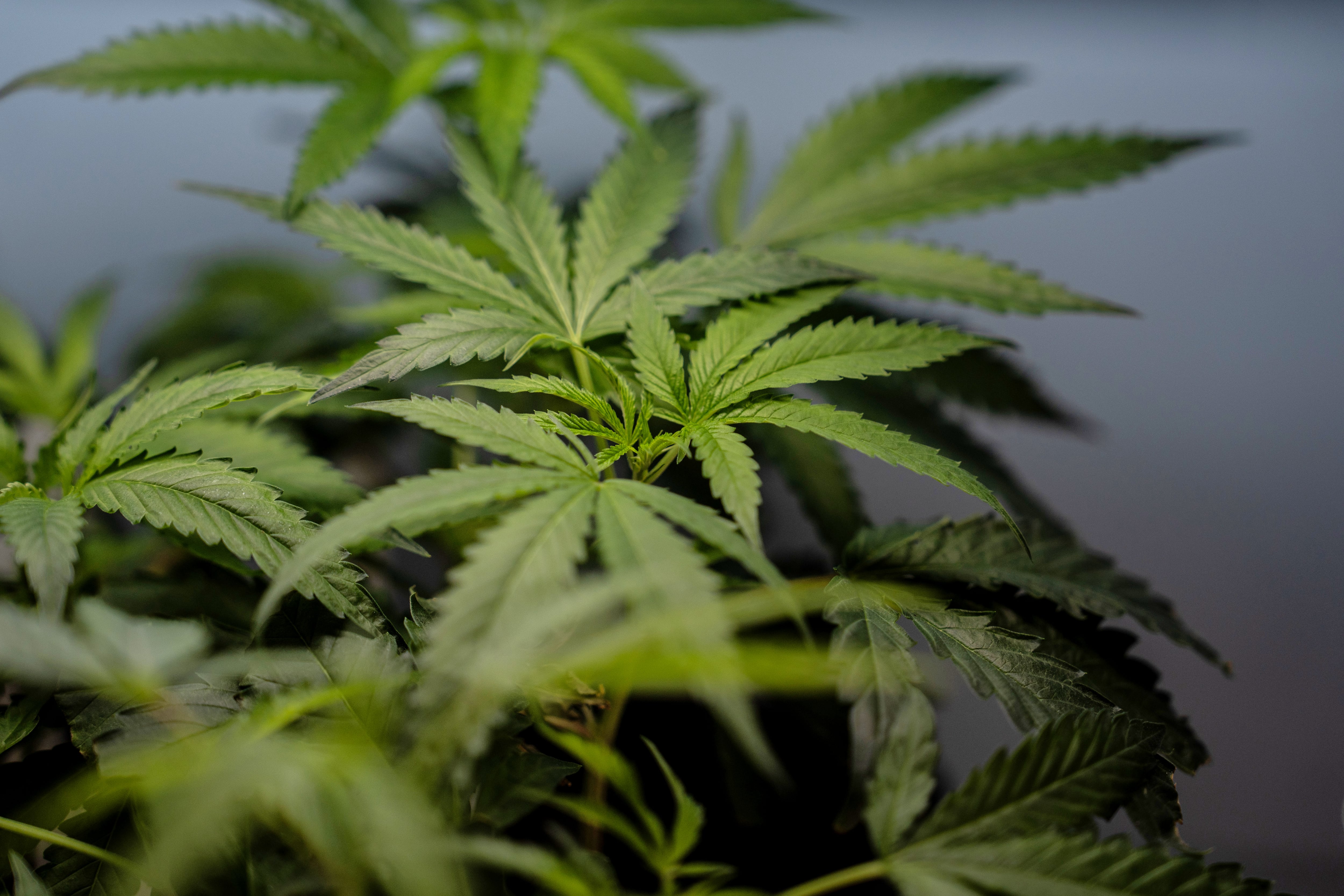 El Pleno de la Suprema Corte señaló que cocinar cannabis para autoconsumo no equivale a fabricar productos sujetos a un régimen sanitario especializado. (AP Foto/Jae C. Hong, archivo)