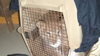 León rescatado en Baja California