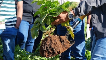 Honduras: autorizan importación de 84 contenedores de semilla certificada para la papa