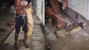 Pequeño caimán estuvo a punto