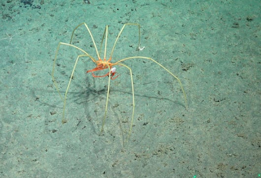 Las cámaras del sumergible robótico SuBastian registraron esta interacción entre anfípodos y arañas marinas a miles de metros de profundidad (Gentileza, estudio Haciendo autostop en las profundidades marinas: Anfípodos abrazan a arañas marinas en el Océano Pacífico Sudeste, publicado en Ecology)
