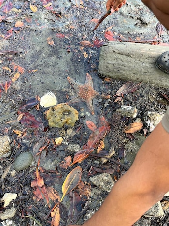 El proyecto busca ampliar la