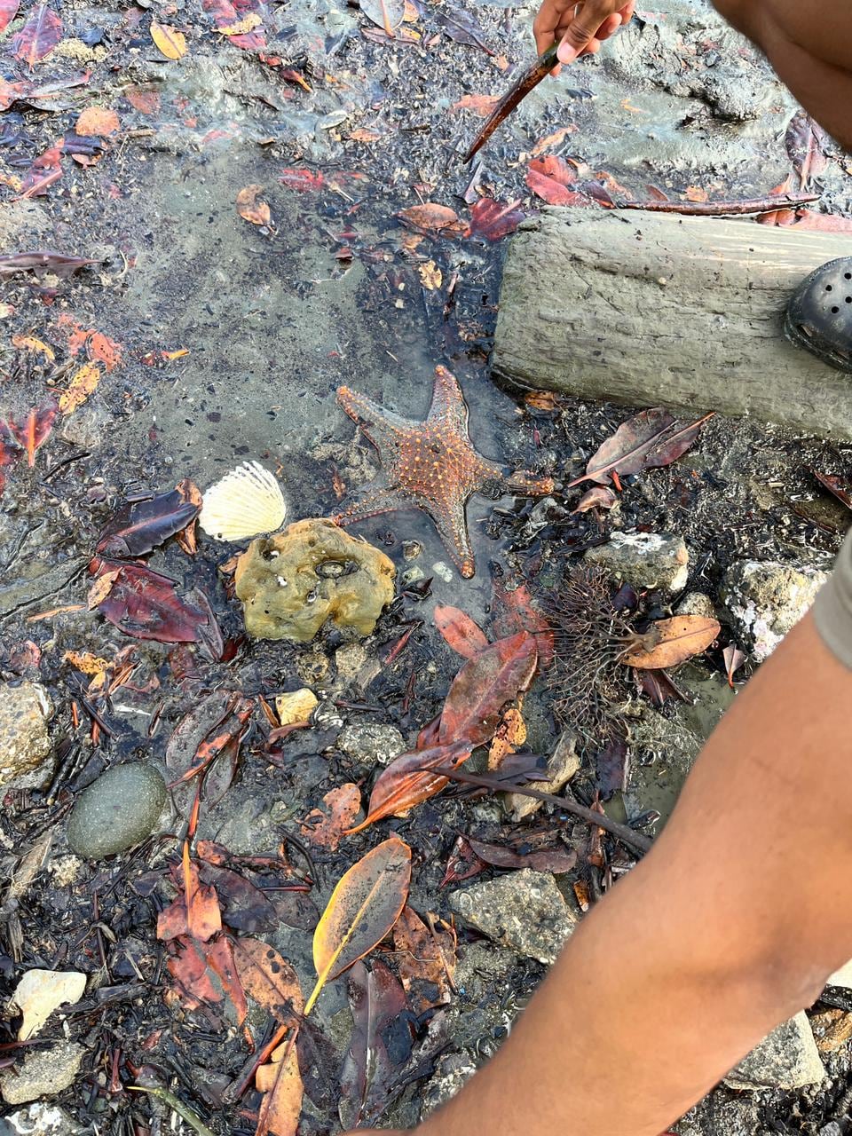 El proyecto busca ampliar la cobertura protegida y fortalecer la gestión ambiental del ecosistema. Cortesía