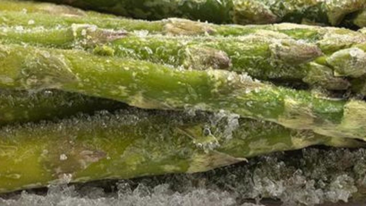 Peso pluma, negocio millonario: este cultivo equivale a casi un tercio de toda la carga aérea exportada por Perú