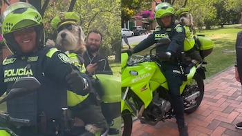 El animal logró mantener el