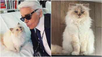 Choupette, la gata de Karl Lagerfeld, no ha recibido su millonaria herencia a 7 años de la muerte de su dueño