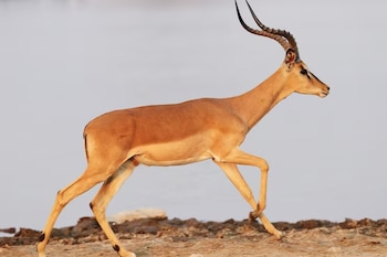 Un impala de color marrón rojizo con cuernos curvos corre de izquierda a derecha sobre un suelo rocoso, con un fondo claro y desenfocado