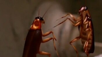 Periplaneta americana