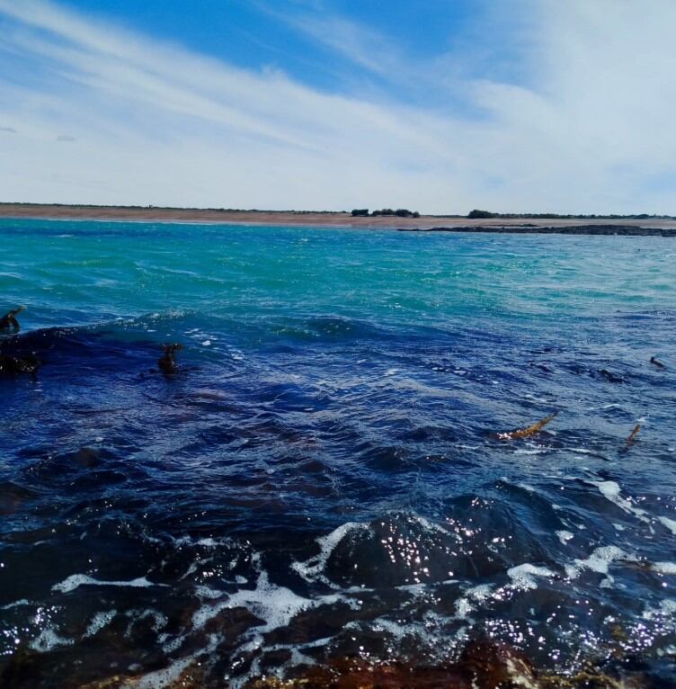 La undaria produce que entre menos luz solar al fondo marítimo