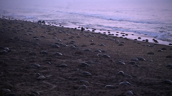 La costa de la India