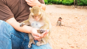 Acariciar y abrazar leones o primates: los ‘petting zoos’, un negocio que pone en peligro la seguridad, la salud pública y el bienestar animal