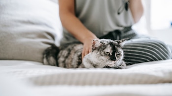 Primer plano de un gato tricolor (gris, blanco, negro) con ojos verdes acostado en una cama, con una mano humana acariciando su lomo