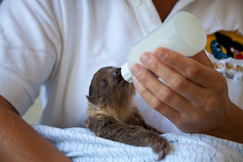 13/10/2026 Loro Parque, reconocido por la Global Humane Society por sus altos estándares de cuidado, salud, y bienestar animal.
La Global Humane Society, la marca internacional de la American Humane Society, la primera organización nacional de protección animal de Estados Unidos y la mayor entidad certificadora de prácticas de bienestar animal del mundo, ha anunciado este martes que Loro Parque ha obtenido la recertificación a través del programa 'Global Humane Certified Zoos and Aquariums'.
SOCIEDAD
LORO PARQUE
