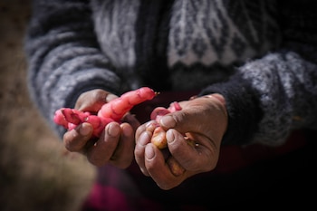 La comunidad andina combina saberes ancestrales para sostener la producción clave de tubérculos orgánicos mientras crecen la sequía, las heladas tempranas y la presión sobre el territorio