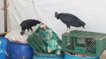 Restos de animales y acumulación