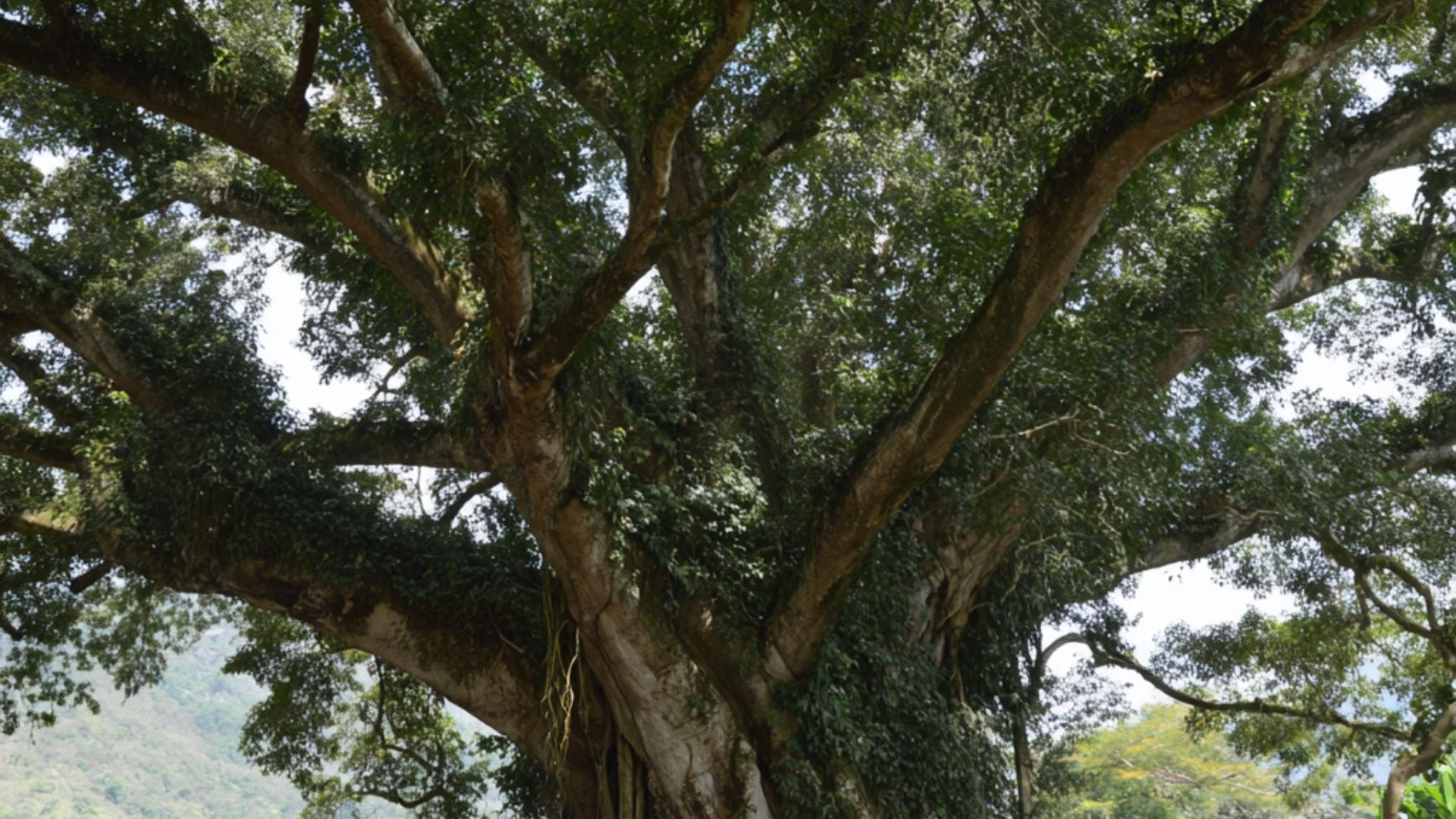 Científicos descubren un árbol gigante de 20 metros que es familiar del tomate y la patata. (Imagen Ilustrativa Infobae)