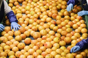 Workers sort grapefruits at the