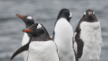 Las heces de los pingüinos antárticos emiten 490.000 toneladas de metano: “Genera focos extraordinariamente intensos que no se habían medido”