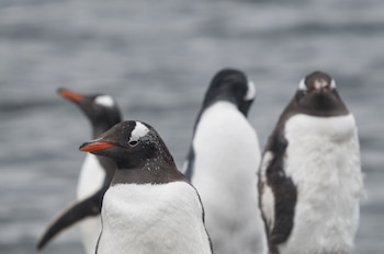 Pingüinos gentoo o papúa. (Freepik)