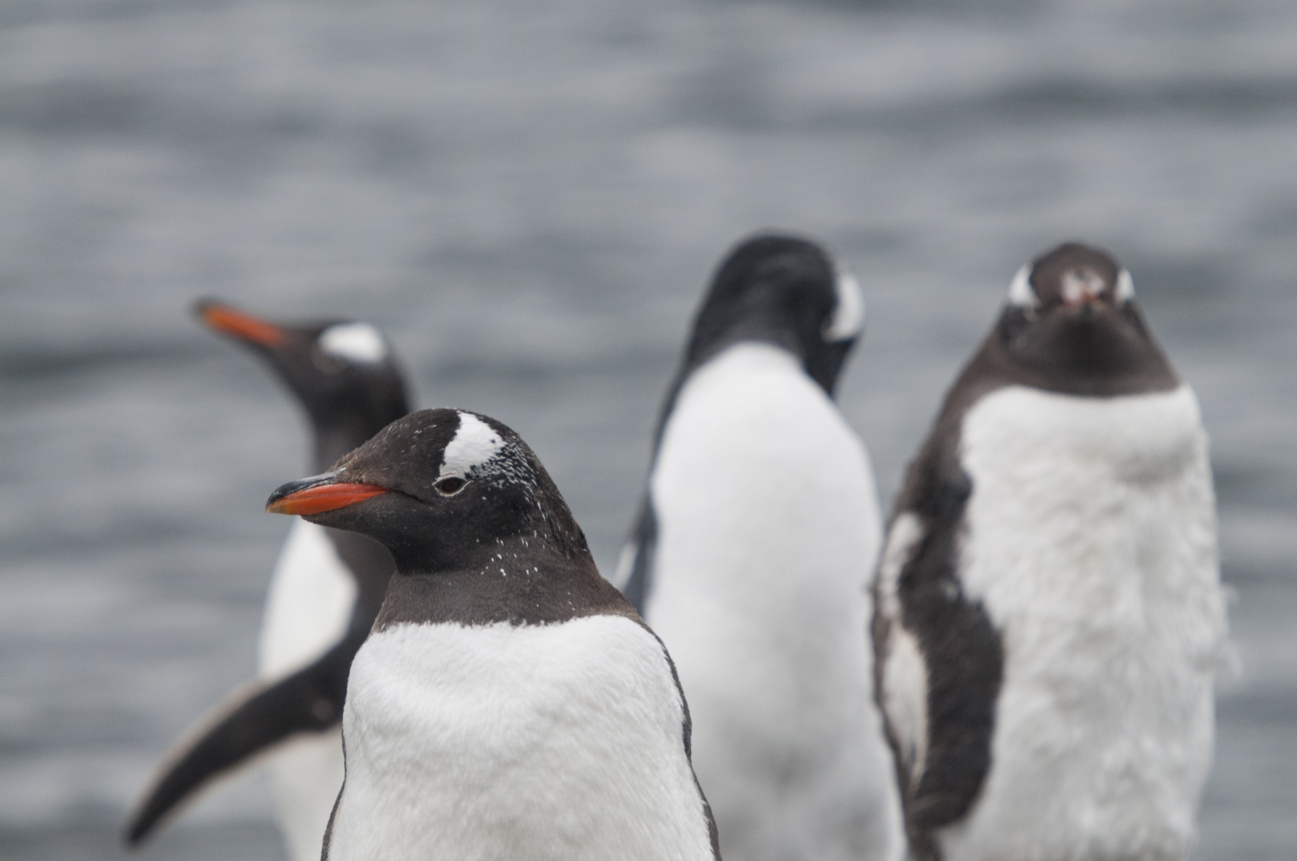 Científicos de Argentina y Reino Unido registraron la muerte de cinco pichones de pingüino papúa durante una ola de calor en el Canal Beagle. Prueba su vulnerabilidad al calor. (Archivo Freepik)