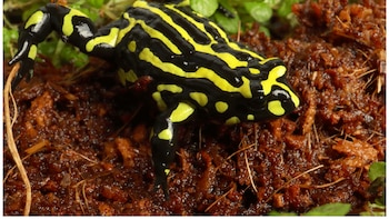 La sorprendente rana que no