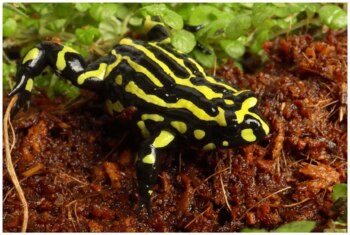 La Pseudophryne corroboree, una de