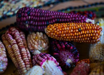 Maíz nativo cultivado por el