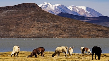 Sernanp destaca la importancia de