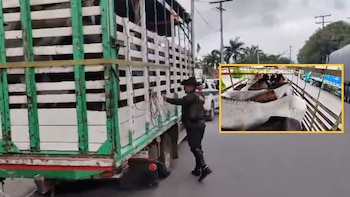 Rescatan a 18 caballos que