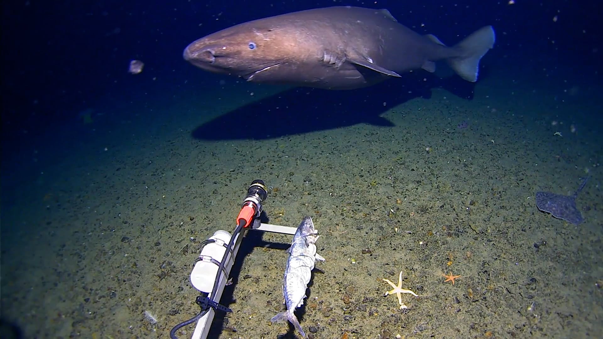 El hallazgo, realizado cerca de las islas Shetland del Sur, desafía las teorías sobre la presencia de grandes depredadores en el océano austral