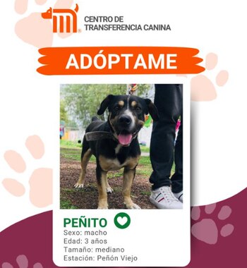 “Peñito”, can de tres años