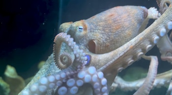 Primer plano de un pulpo gigante con piel rugosa, ojo claro y tentáculos con ventosas en agua oscura
