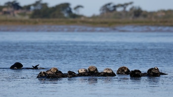 Hallazgos científicos apuntan a que la plaga de nutrias en California fue provocada de forma intencional
