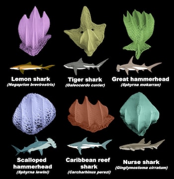 Ilustración con seis dentículos dérmicos de tiburón de distintas formas y colores, y seis tiburones ilustrados con sus nombres comunes y científicos en inglés