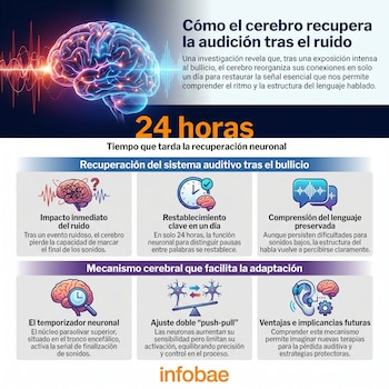 Infografía visualiza un cerebro con conexiones neuronales y ondas de sonido, detallando la recuperación auditiva en 24 horas tras exposición a ruido.