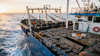 Milla 200 bajo presión: alertan que flotas extranjeras ya capturan hasta cuatro veces más que toda la pesca argentina