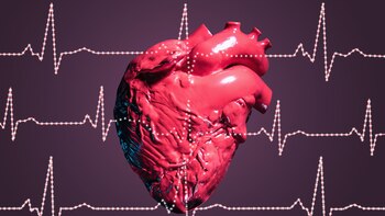 Model of human heart behind