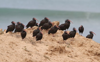 Varios ejemplares de ibis eremita fotografiados en Marruecos. (Christoph Moning/iNaturalist - CC BY 4.0)