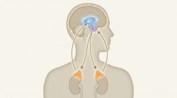 Silueta de cuerpo humano con vista lateral de cabeza. Se ven el cerebro, el hipotálamo, la hipófisis, las glándulas suprarrenales, los riñones y flechas de conexión.