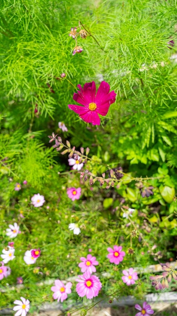 La eliminación regular de flores