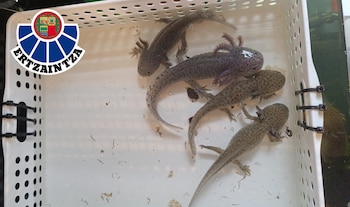 La Ertzaintza recupera 17 ajolotes en el País Vasco que serían presuntamente víctimas del tráfico ilegal de especies. (Ertzaintza)