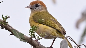 Se ocultó por 66 años y engañó a la ciencia confundiéndose con otras aves de Bolivia: así es el verdillo del Beni